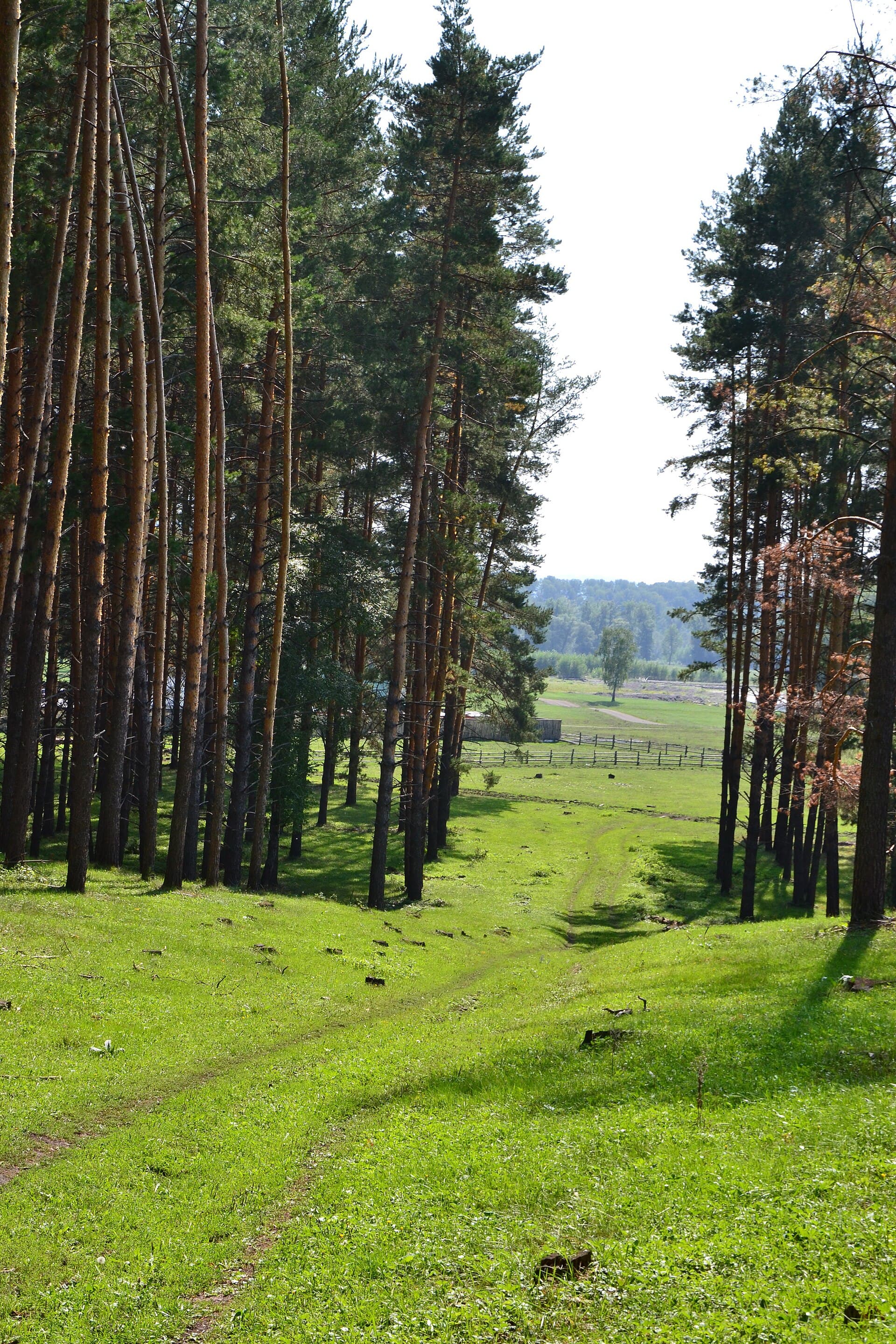 Ivan Shishkin, Pine Forest